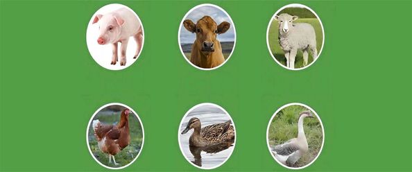 chất lượng Phụ gia thực phẩm và thức ăn chăn nuôi nhà máy